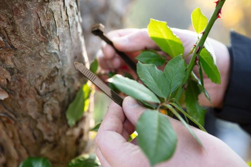 Kerti kötegelő, gyorskötöző 4.8x300mm, 50db, barna