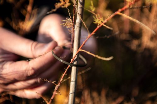 Kerti kötegelő, gyorskötöző 4.8x160mm, 50db, barna