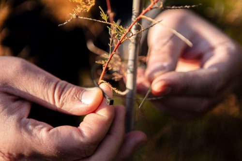 Kerti kötegelő, gyorskötöző 4.8x160mm, 50db, barna